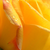 Żółty  - Róża wielkokwiatowa - Hybrid Tea - Gold Crown®